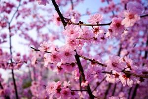 【十里春风 不如和你一起看桃花海】4/7日安丘辉渠桃花节『赏万亩桃花海』草莓有机蔬菜采摘》 蓝色眼泪