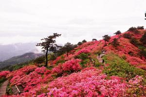 【云想衣裳花想容，又是一年杜鹃花开】4/6日大珠山赏杜鹃花休闲一日游