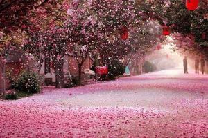 【在那樱花盛开的季节】4/21日赏中国最美乡村——濯村”唯美浪漫樱花“休闲一日游