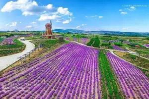 【圣瓦伦丁薰衣草】6/18圣瓦伦丁薰衣草小镇『坐小火车』『看美景』『喂羊驼』『拍美照』休闲一日游