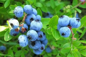 【端午假期】6/16日游亚洲第一金山『招远罗山』『蓝莓采摘』『粉丝博物馆』一日游 