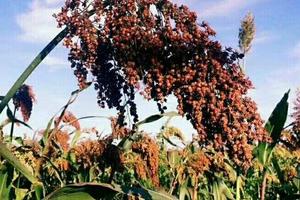 【红高粱影视城】10/5日第四届红高粱文化旅游节+民俗小吃村一日游