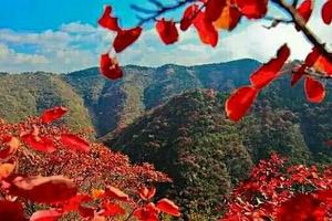 【官护山红叶谷】10/14江北最大原始红叶谷～官护山红叶谷+柿子沟+青州古城+全素食自助宴一日游