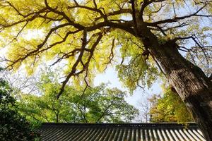 【山人户外】10月28日崂山千年道观『明道观』登『棋盘石』赏千年古银杏落黄赏秋活动召集