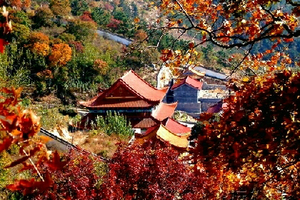 【特惠65元】11/4日莱州寒同山红枫林、银杏林寻美秋色休闲一日游