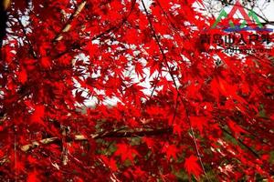 【必须带年卡】 11月25日崂山巨峰景区赏最美红枫休闲登山活动召集