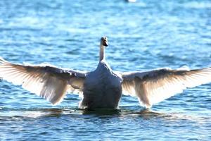 【特惠88元】12/ 9日周日烟墩角天鹅湖+海草房+海洋科技馆休闲 纯玩一日游