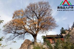 【山人户外】12/23崂山『神清宫』『观音石』探奇石登山活动召集