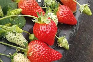 【爱你 “莓”商量】3/10日 黄岛森林野生动物世界、红石崖草莓采摘休闲一日游