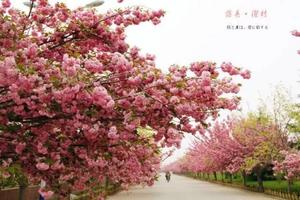 【在那樱花盛开的季节】4/21日中国十大最美乡村莱阳濯村樱花+植物园+莱阳梨花一日游