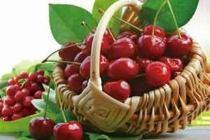 【玩茶山+摘樱珠】5/26“醉美生态养生地”~【平度茶山】踏青赏花+大泽山大樱桃采摘+农家宴一日游