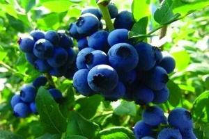 【罗山•蓝莓采摘】6/15登亚洲第一金山～招远罗山国家森林公园（4A)+蓝莓采摘+农家宴+中国最大粉丝博物馆休闲一日游