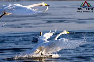 【天鹅来了】12/1烟墩角天鹅湖+海草房+海洋科技馆 休闲纯玩一日游