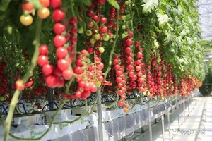 【寿光菜博会•1日•138元】4/21寿光第二十五届菜博会休闲纯玩一日游