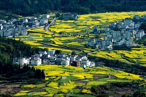 【坐卧车35人•婺源油菜花第一期•3日•夜车】3/7~9日婺源花开•庆源古村•虹关•察关•周末深度纯玩