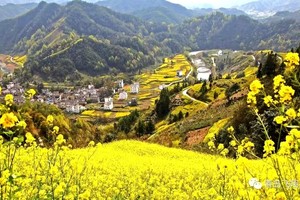 【坐卧车35人•新安江油菜花•3日•夜车】3月21~23日•秘境石潭花海•船游新安江山水画廊•西溪南古村•屯溪老街