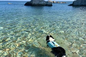 【山人携宠主题游•2日•醉美烟威】9/13~14日烟台养马岛果冻海撒欢• 打卡布鲁维斯号&沙滩狂欢• 那香海• 鸡鸣岛