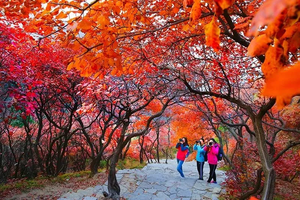 【石门坊红叶最佳时】10.18/19/22/25/26/29各一天临朐石门坊赏红叶（国内五大红叶景观之一）