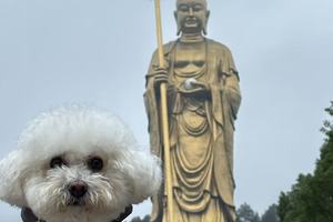 【山人携宠主题游•3日•毛孩子朝圣之行】11/26~28日九华山·九子岩祈福碎碎念