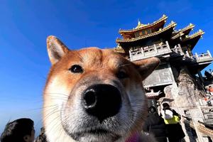 【山人乐宠游•4日•毛孩子老君山之旅】1/8~11日武侠城畅玩•勇闯老君山•少林寺漫游