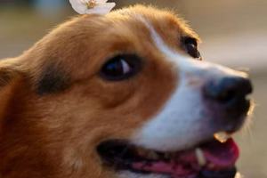 【山人乐宠游•2日•19人小团•樱花白鹭牧场撒欢】4/11~12日九仙山农家宴·海边烧烤·白鹭湾赏樱花拍照·草地尽情撒欢