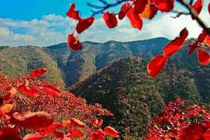 【官护山红叶谷】10/20江北最大原始红叶谷～官护山红叶谷+柿子沟+青州古城+全素食自助宴一日游