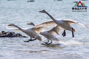 【VIP房车特惠99元】12/26日周三烟墩角天鹅湖+海草房+海洋科技馆休闲 纯玩一日游