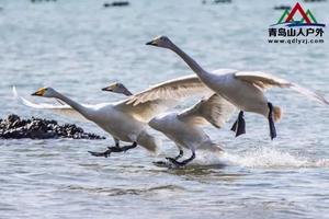 【VIP房车特惠99元】12/28日周五烟墩角天鹅湖+海草房+海洋科技馆休闲 纯玩一日游