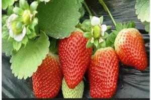 【爱你 “莓”商量】3/16日红石崖草莓采摘、黄岛野生动物世界 休闲一日游