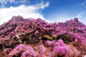 【云想衣裳花想容，又是一年杜鹃花开】4/5日大珠山赏杜鹃花休闲一日游