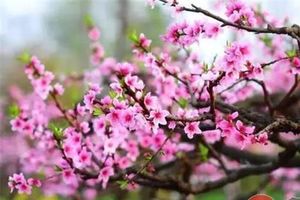 【十里春风 不如和你一起看桃花海】4/6日安丘桃花节『赏万亩桃花海』『游安丘天路』『草莓有机蔬菜采摘』休闲一日游