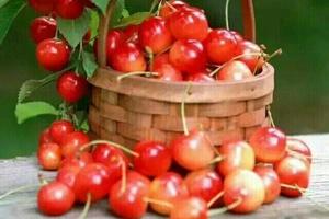 【特惠99元】5/26日海阳丁家夼民俗村+樱桃采摘+7D玻璃桥+玻璃滑道+白皮黄瓜种植地休闲游