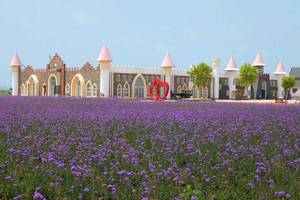 【特惠99元】6月22&23日（两期）爱神眷顾之岛【海上花田】--海阳连理岛~梦开始的地方【海洋牧场】 休闲亲子游