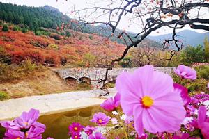 【官护山红叶谷】10/13江北最大原始红叶谷～官护山红叶谷+柿子沟+青州古城一日游 