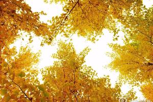 【①①钜惠月59元】秋之韵-11月3日秋韵莱州寒同山赏枫叶+徜徉银杏林休闲一日游