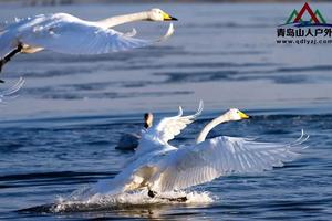 【天鹅来了】11/24烟墩角天鹅湖+海草房+海洋科技馆 休闲纯玩一日游