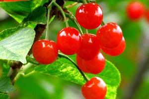 【当房车旅行遇见樱桃谷】——5月20&23&24日（三期）山色（shui）峪随风家吃樱桃啦！【绿色无公害正宗的崂山樱桃】