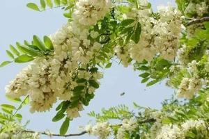 5/24日登亚洲第一金山～罗山『罗山第十届槐花节』『特色槐花包』休闲一日游