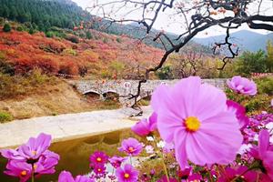 【一座古城，一片红叶】10/18江北最大原始红叶谷～官护山红叶谷+柿子沟+青州古城摄影休闲一日游