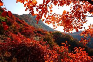 【天赐晚秋】10/31日 看『层林尽染，万山红遍』游『阳明悟道，醉美天赐山』摄影赏秋休闲一日游