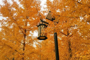 【特价66元★秋之韵】11月08日秋韵莱州寒同山赏枫叶+徜徉银杏林一日游