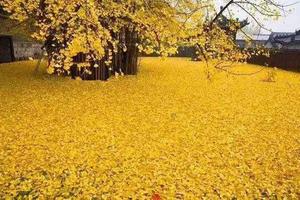 【四千年的回眸遇见你】11/14莒县浮来山风景区 赏【天下第一银杏树】游【东夷小镇】品【正宗莒县全羊汤】休闲赏秋一日游