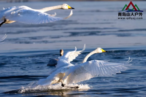 【天鹅来了】11/28烟墩角天鹅湖+海草房+海洋科技馆 休闲纯玩一日游