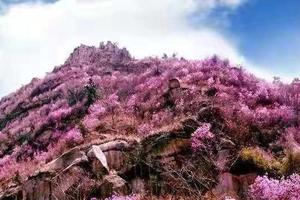 【云想衣裳花想容，又是一年杜鹃花开】4/3日大珠山赏杜鹃花休闲一日游