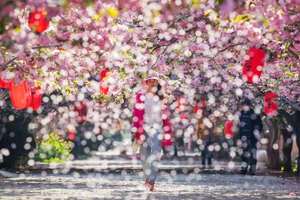 【在那樱花盛开的季节】4/18日中国十大最美乡村莱阳濯村樱花+“私家园林'赏花休闲一日游