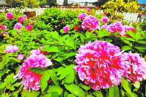 【寿光菜博会】5/03寿光菜博会+中华牡丹园 赏花休闲一日游