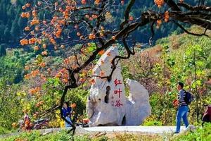 【金秋十月，我与红叶有个约定】10/17江北最大原始红叶谷～官护山红叶谷+柿子沟+格桑花海摄影休闲一日游 