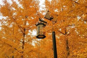 【特价60元★秋之韵】11月06&07日（两期）秋韵莱州寒同山赏枫叶+徜徉银杏林休闲一日游