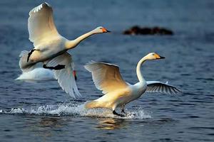 【邂逅●天鹅仙子】12月/05日烟墩角『天鹅湖』醉美乡村『 俚岛大庄许家』『 海草部落』『 纹石宝滩』休闲一日游