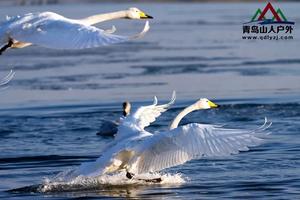 【冬日恋歌】01月02日烟墩角『天鹅湖』醉美乡村『 海草部落』休闲一日游